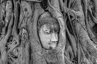 ~Boeddha~