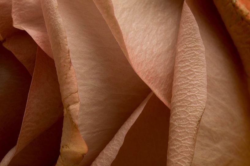 Roos by Nancy Lamers