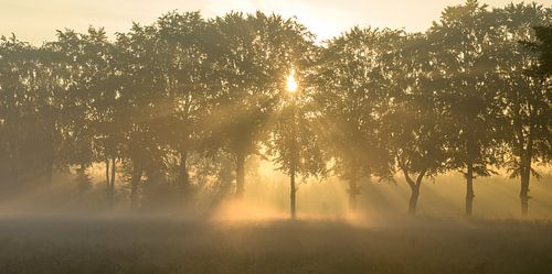 Mistharpen door de bomen