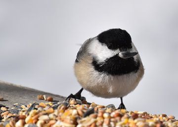 A tit at the garden feeder by Claude Laprise