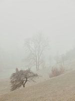 November mist in de Ostalb 1