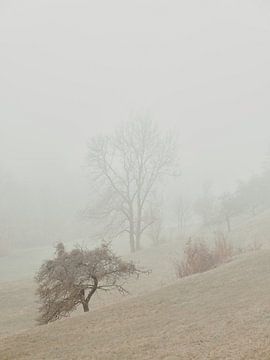 November mist in de Ostalb 1 van Max Schiefele