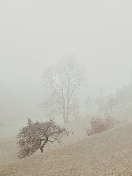 Brouillard de novembre dans l'Ostalb 1 par Max Schiefele