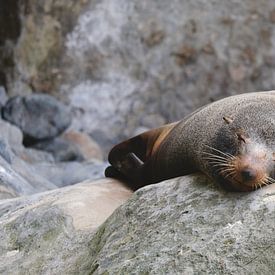 Sleepy seal by Mariël Thesingh