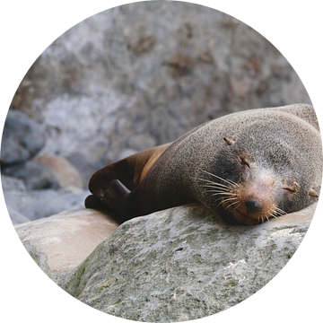 Sleepy seal van Mariël Thesingh