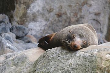 Sleepy seal van Mariël Thesingh