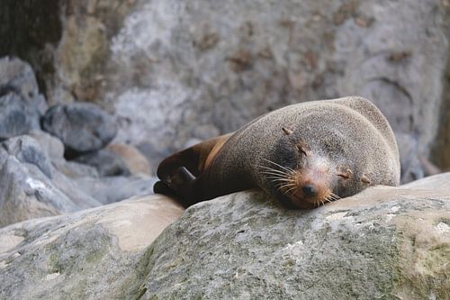 Sleepy seal