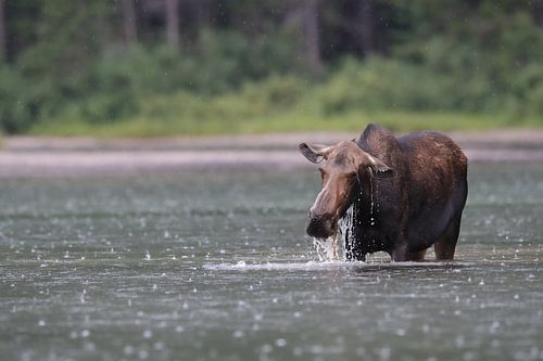 Elandkoe die waterplanten eet in het Glacier Nationaal Park in Montana, VS