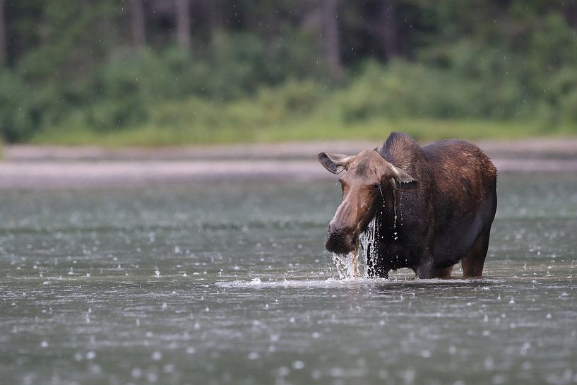 Moose cow eating water plants in Lake Glacier National Park in Montana, USA by Frank Fichtmüller