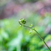 Es entfaltet sich zum Leben