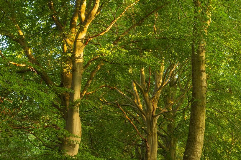Zonsopkomst in het bos (Groningen - Nederland) van Marcel Kerdijk