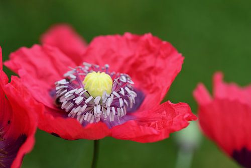 Le pavot rouge au printemps
