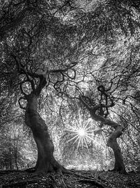 Forest with old trees under a glowing canopy of leaves in black and white by Manfred Voss, Black-White Photography