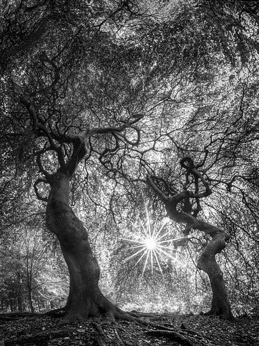 Bos met oude bomen onder een gloeiend bladerdak in zwart-wit