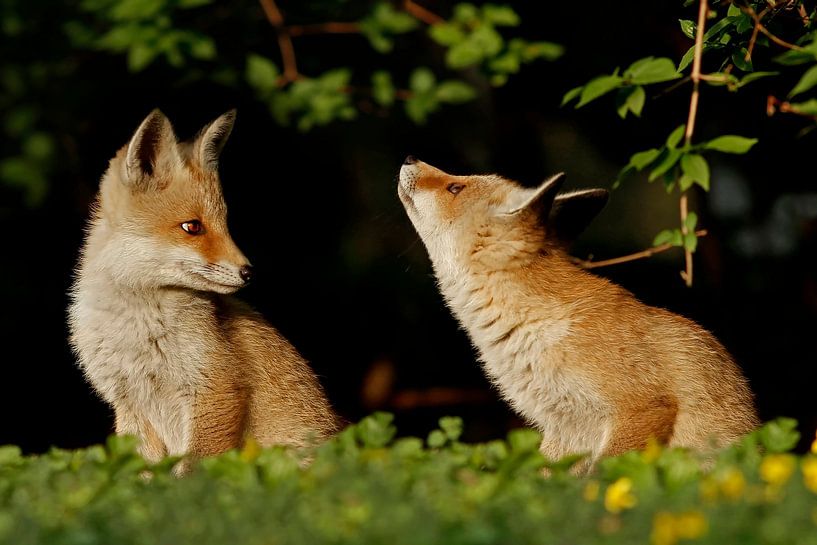 The Red Fox by Heiko Lehmann