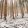 Verschneiter Wald mit Nadelbäumen, Winterlandschaft in Deutschland von Berit Kessler
