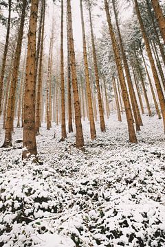 Besneeuwd bos met naaldbomen, winterlandschap in Duitsland van Berit Kessler