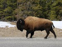 Pison des prairies américaines