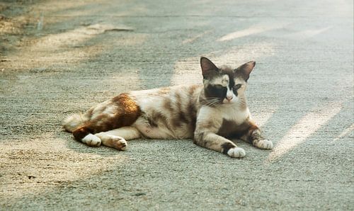 Un chat au soleil