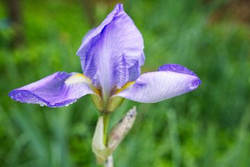 Zarte lila Irisblüte von Iris Holzer Richardson