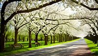 Blossom trees in the park