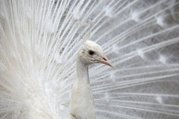 white peacock in wedding dress by W J Kok