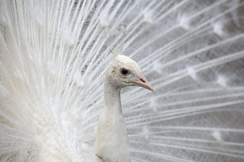 white peacock in wedding dress