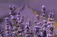 Lavendel von Jacqueline Holman Miniaturansicht