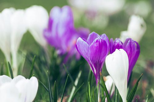 Wit en paarse krokus bloemen | Natuur fotografie
