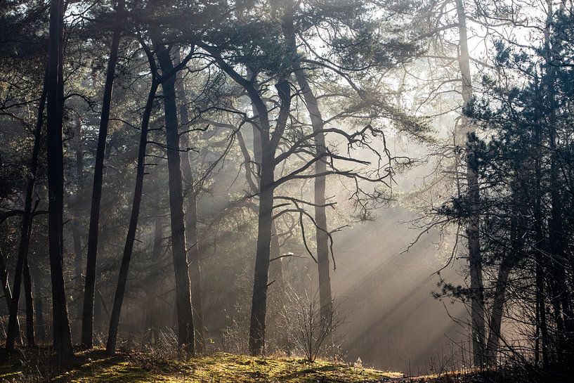 Foggy morning in the Zeisterbos! by Peter Haastrecht, van