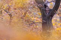 Tawny owl in autumn colours