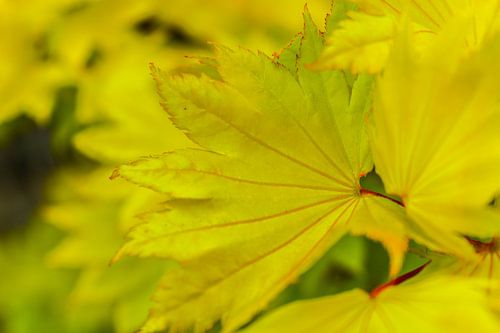 Japanese golden maple