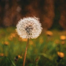 Un pissenlit rêveur avec un bokeh chaleureux sur Bas Potman