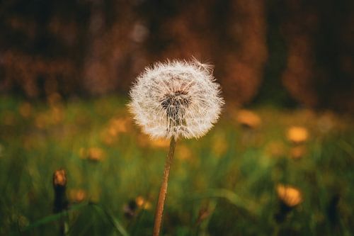 A dreamy dandelion with a warm bokeh by Bas Potman