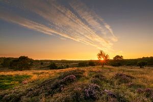 Sunset on the blooming heather