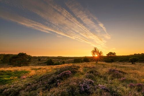 Sunset on the blooming heather