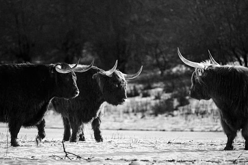 Highlander écossais - Face à face