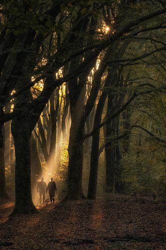 Ochtendwandeling in het bos