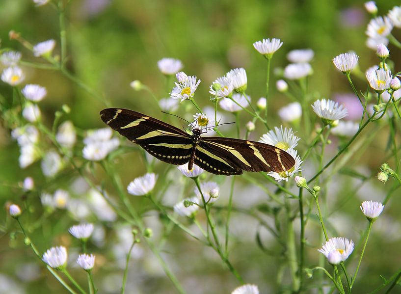 Zebra butterfly by Jose Lok