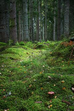 Het pad in het bos van Heike Hultsch