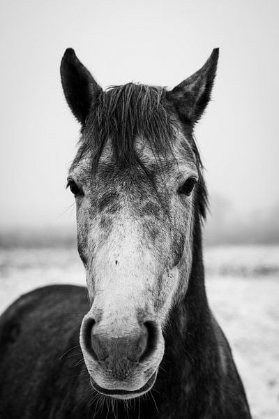 Cheval gris noir et blanc par Jim Plaum