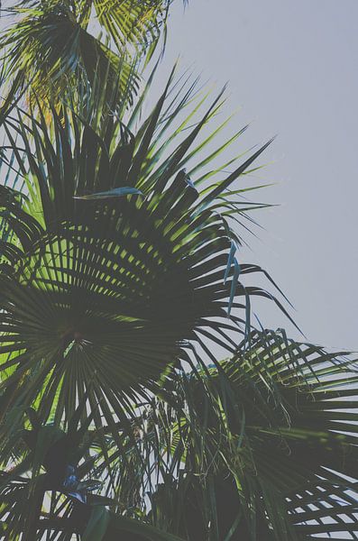 Palmtakken in de wind van Byroosmarijn