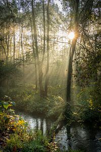 Natuur foto van bos met de ochtenzon van Nicole Jenneskens