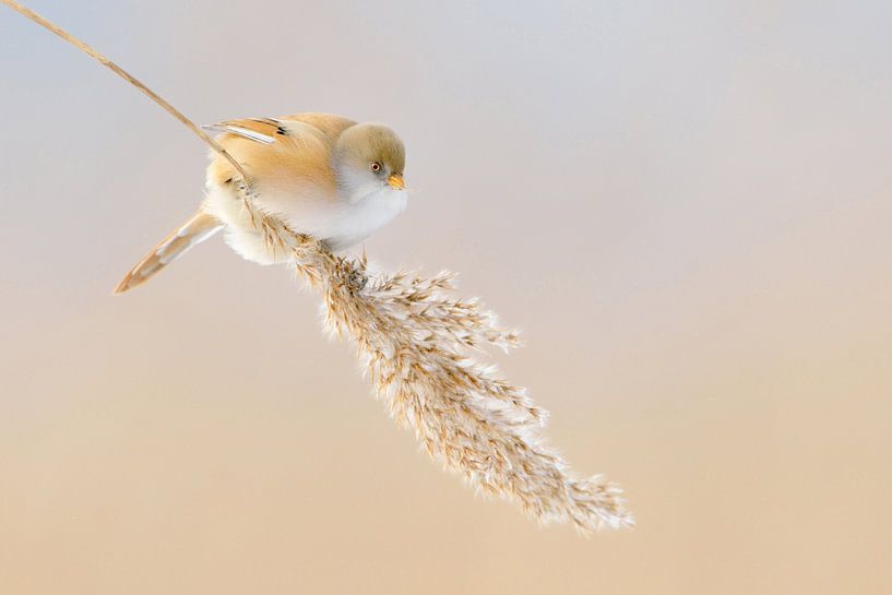 Mésange barbue ( Panurus biarmicus ), femelle, sur une frange de roseau suspendue, image amusante, a par wunderbare Erde