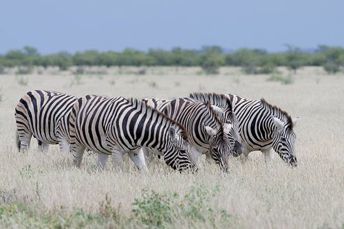 Zebras in Etosha Park - Namibia.