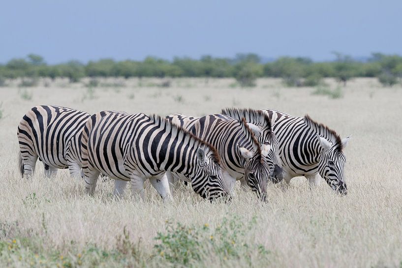 Zebras in Etosha Park - Namibia. by Ronald Harmsen