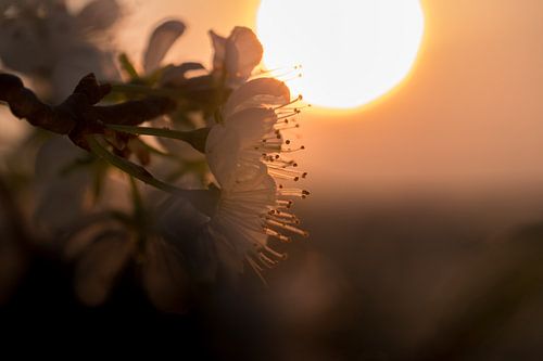 Bloesem bij zonsopkomst