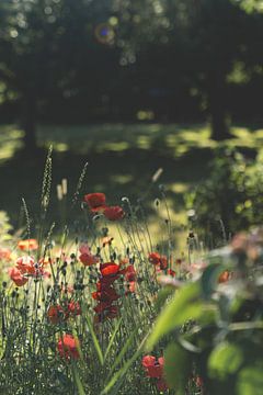 Klaprozen veld / Bloemenfotografie van Annelies Hoek