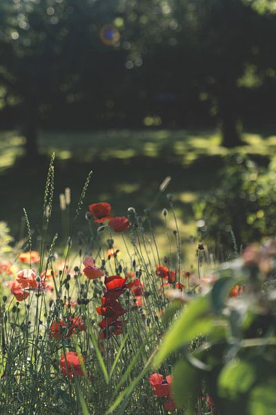 Poppy field / Flower Photography by Annelies Hoek