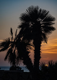 Palmen bei Sonnenuntergang von Beeldverhaal